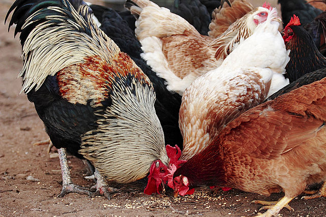 The increasing price of chicken feed is threatening to put the boot into many egg farmers’ businesses (Photo courtesy Wikipedia)