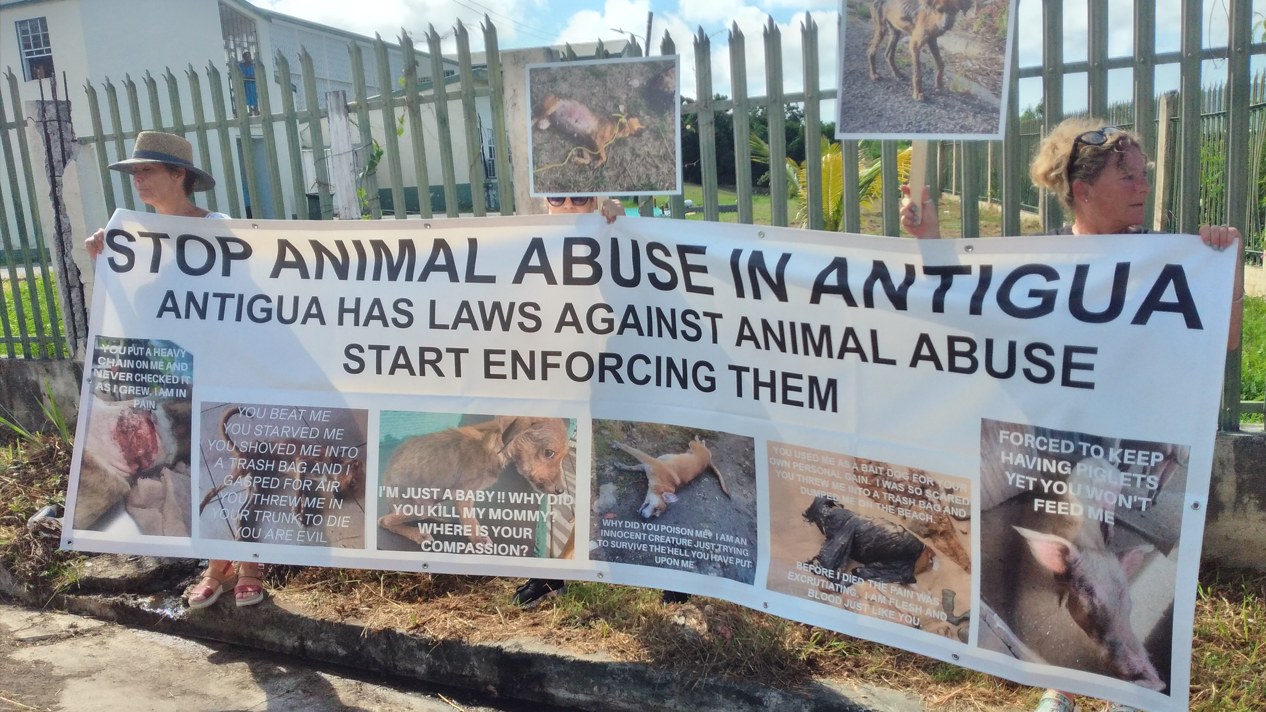 Animal lovers call for end to animal abuse and enforcement of laws -  Antigua Observer Newspaper