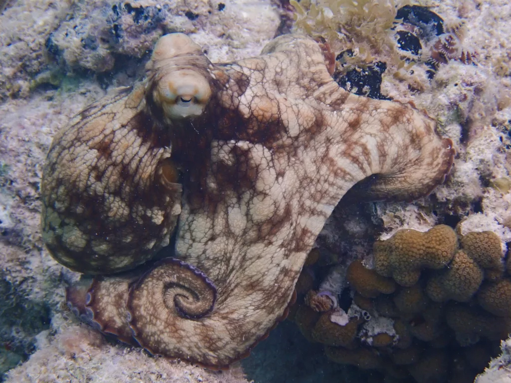 caribbean octopus (photo by ruleo camacho)