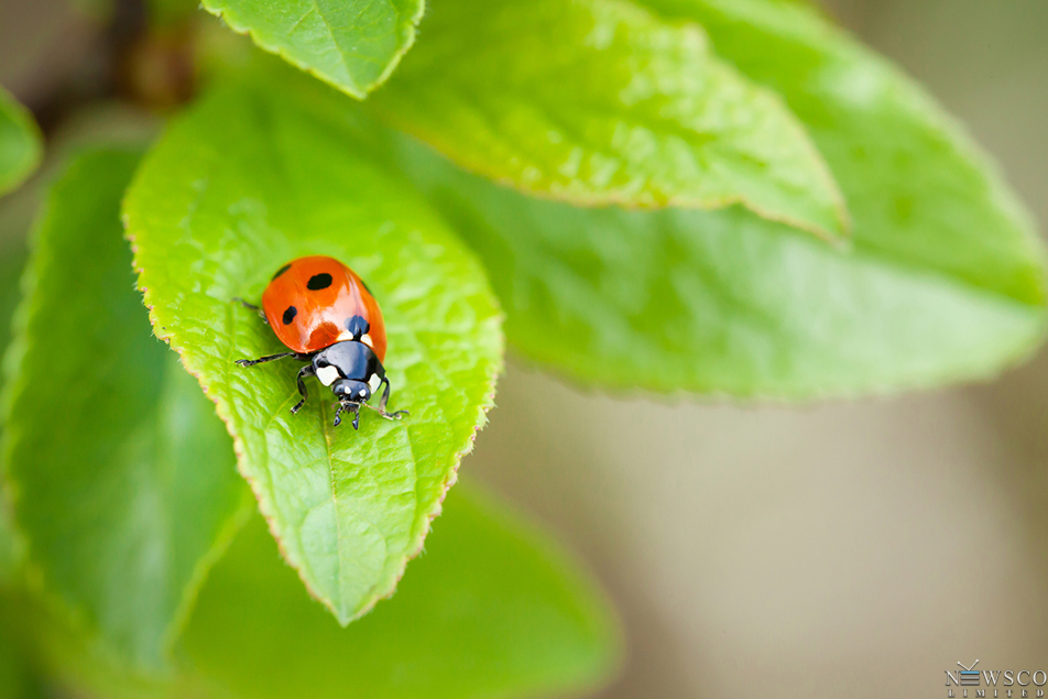 Ladybug: Tiny Heroes in Your Garden's Pest Control