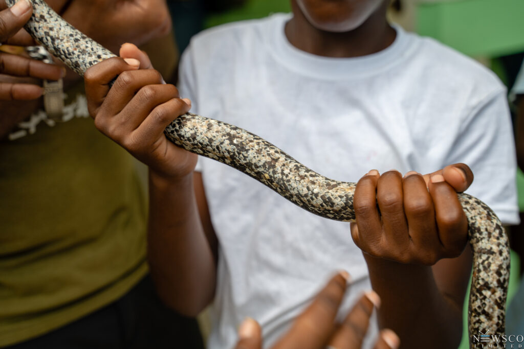 10 student gently holds critically endangered antiguan racer. credits chaso media