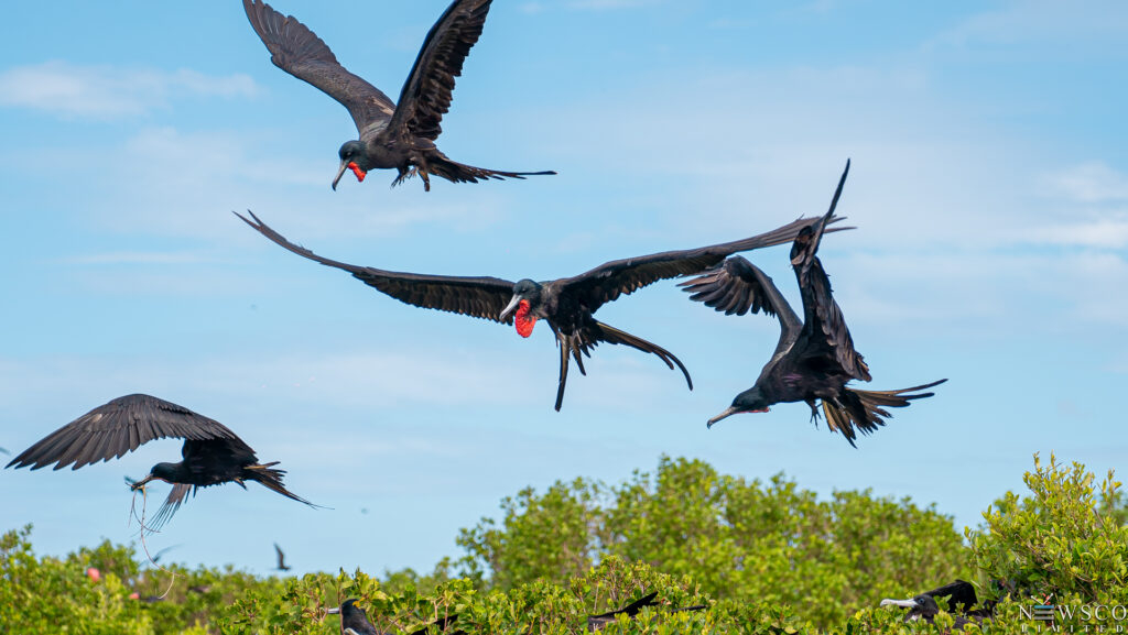 12 magnificent frigatebirds in barbuda. credit chaso media