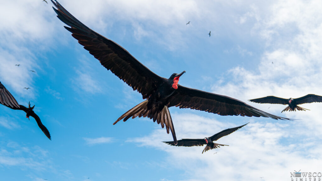 15 codrington lagoon is globally recognized as an important bird area, home to the largest group of nesting magnificent frigatebirds in the western hemisphere. credits chaso media