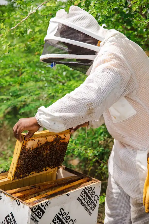 3 beekeepersanu 26