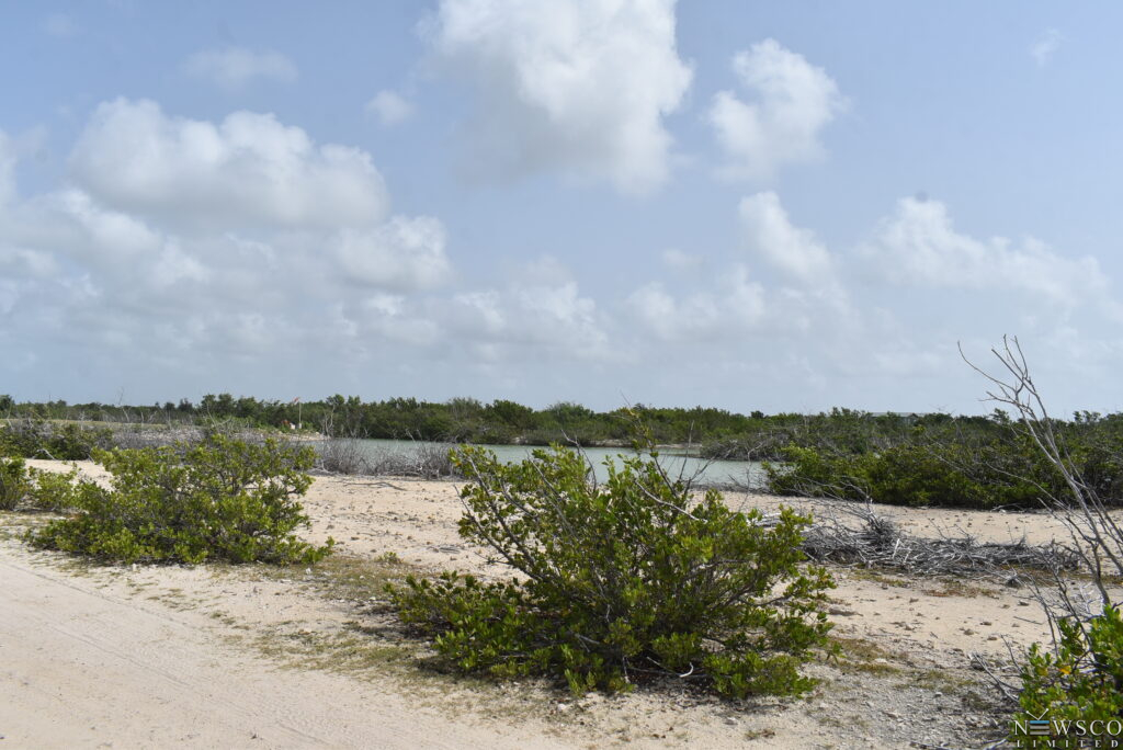 front mangroves (7)