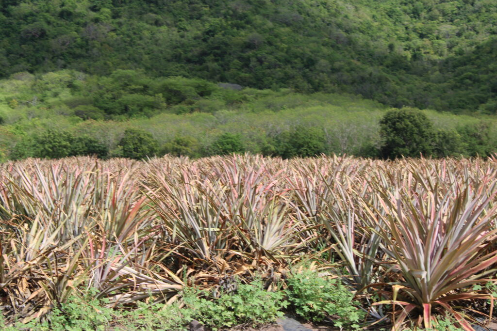 front pineapple farming (2)