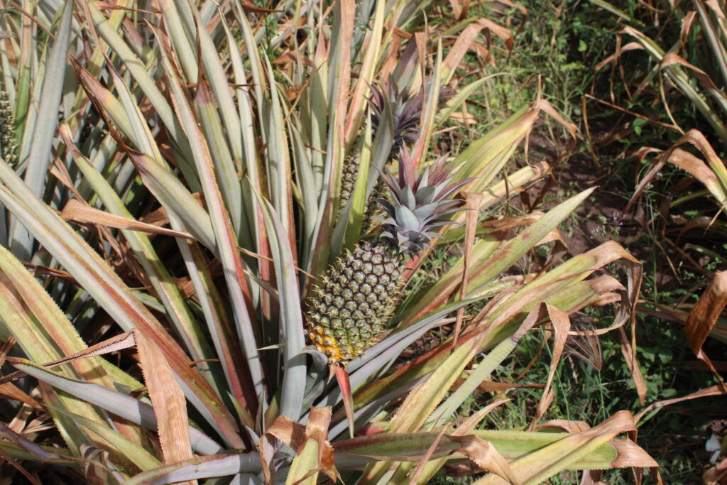 front pineapple farming (3)