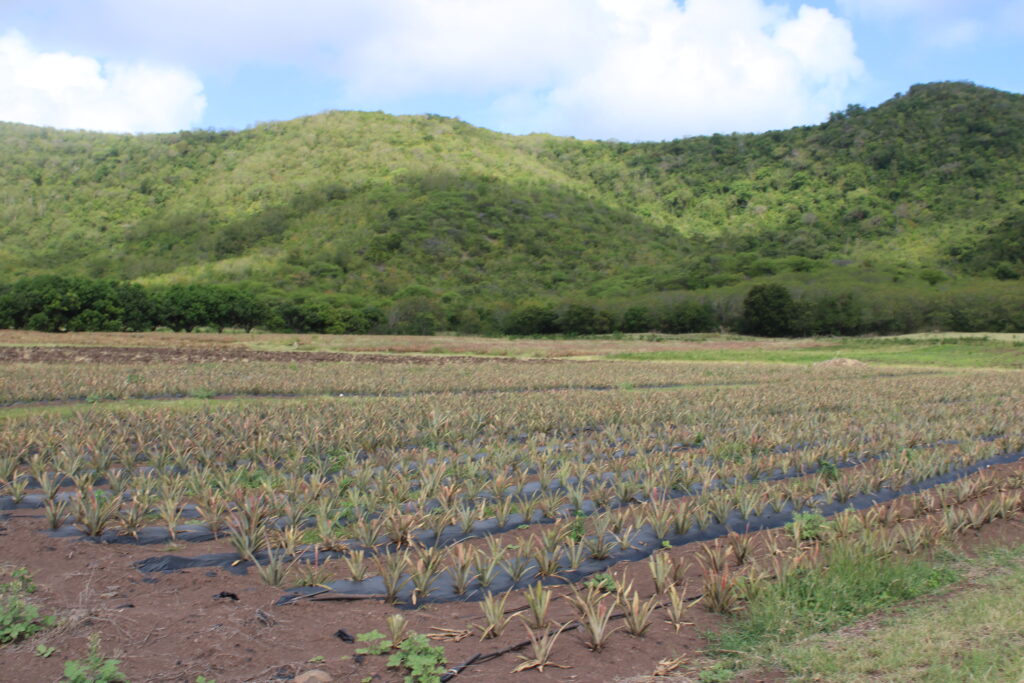 front pineapple farming (4)