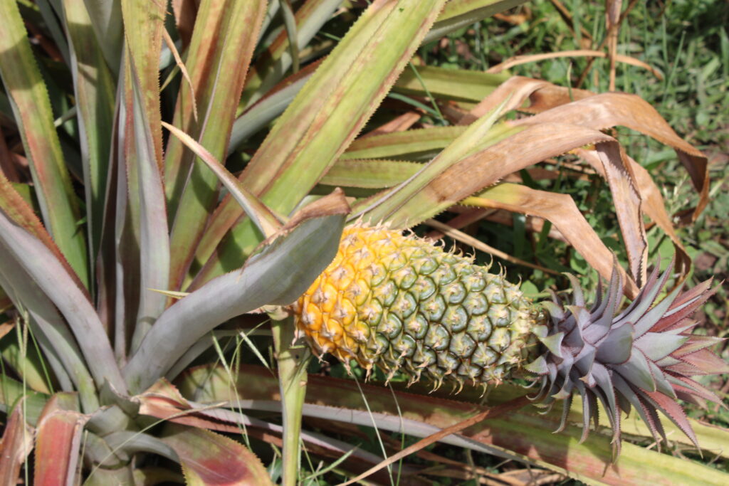 front pineapple farming (5)